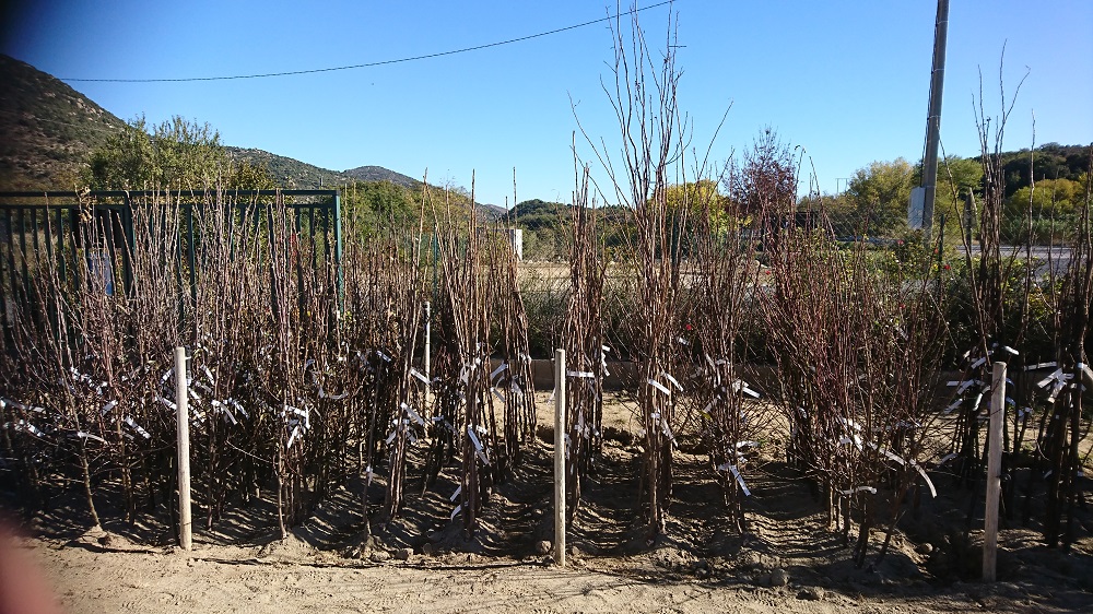 Bûche de support  Pépinière du Conflent Jardinerie et Pepiniere à Vinça,  près de Prades, Ille-sur-Têt et Millas